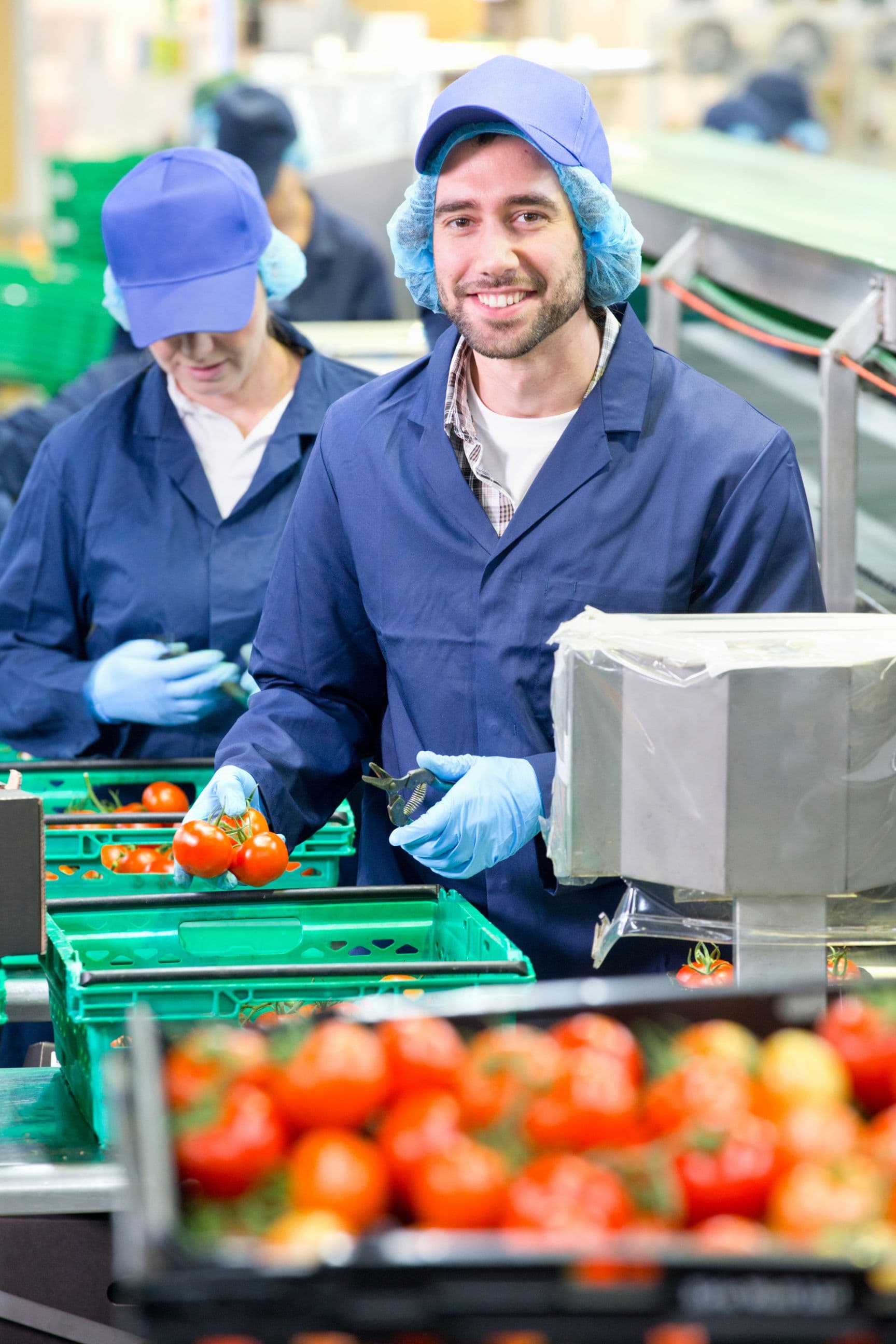 Workers processing tomatoes in a food plant